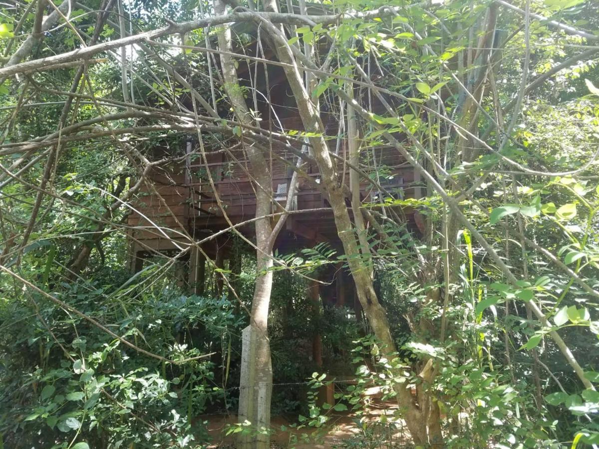 The Inn On The Tree Sigiriya Dış mekan fotoğraf